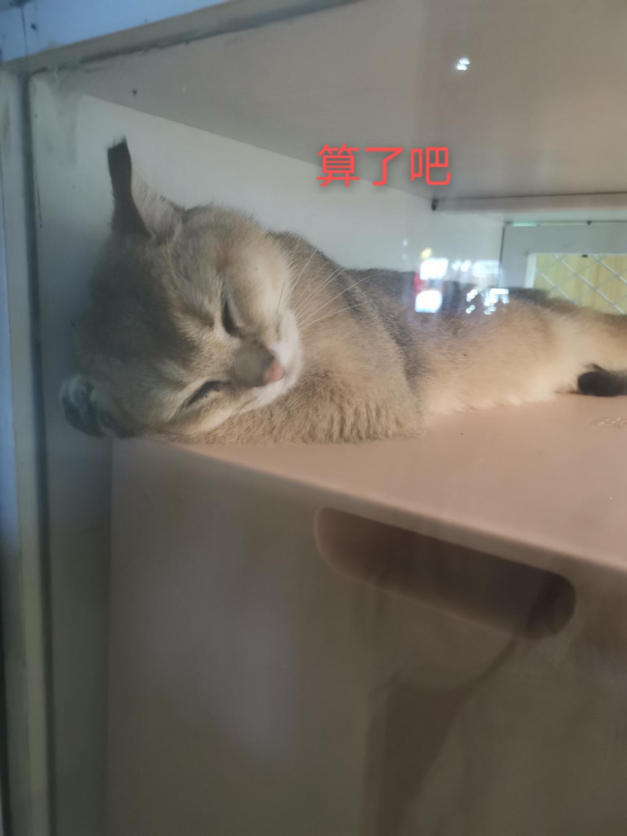 领克03 8月15左右订的兄弟们，你们还好吗？有提到车的没，遥遥无期啊。