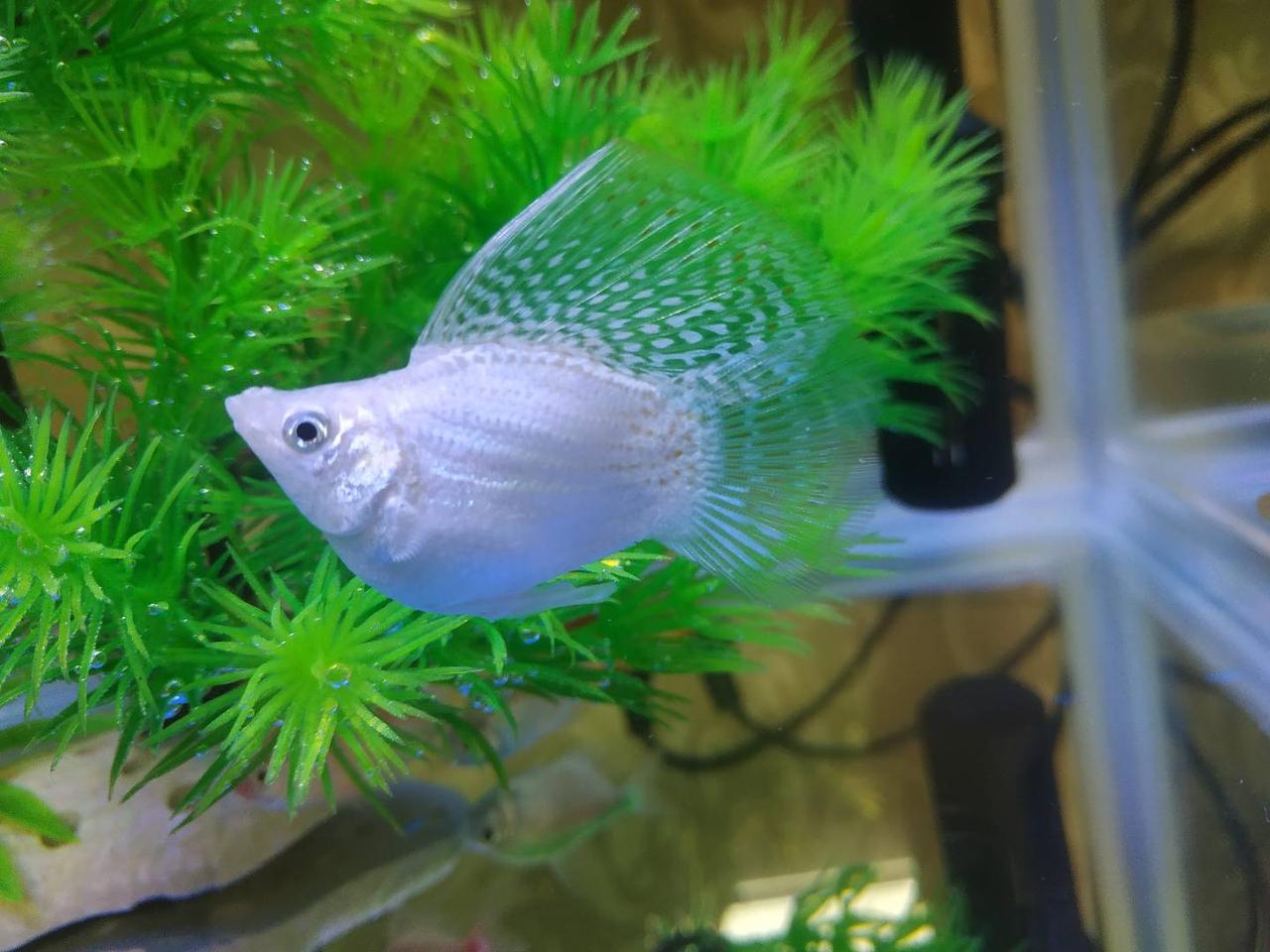 广汽传祺传祺M6 传祺m6 自动豪华版跟自动尊荣版有哪些地方不一样？