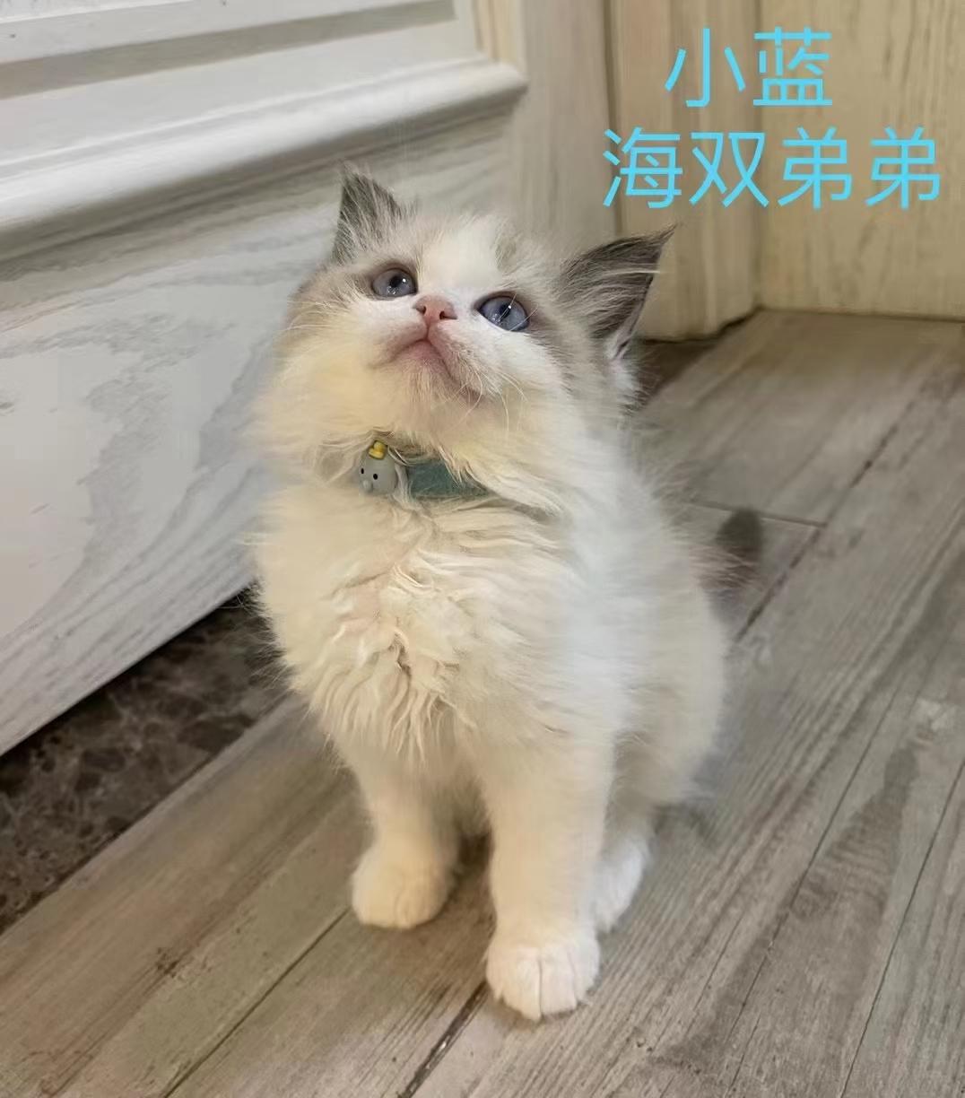沃尔沃XC60 xc60 会拉长吗