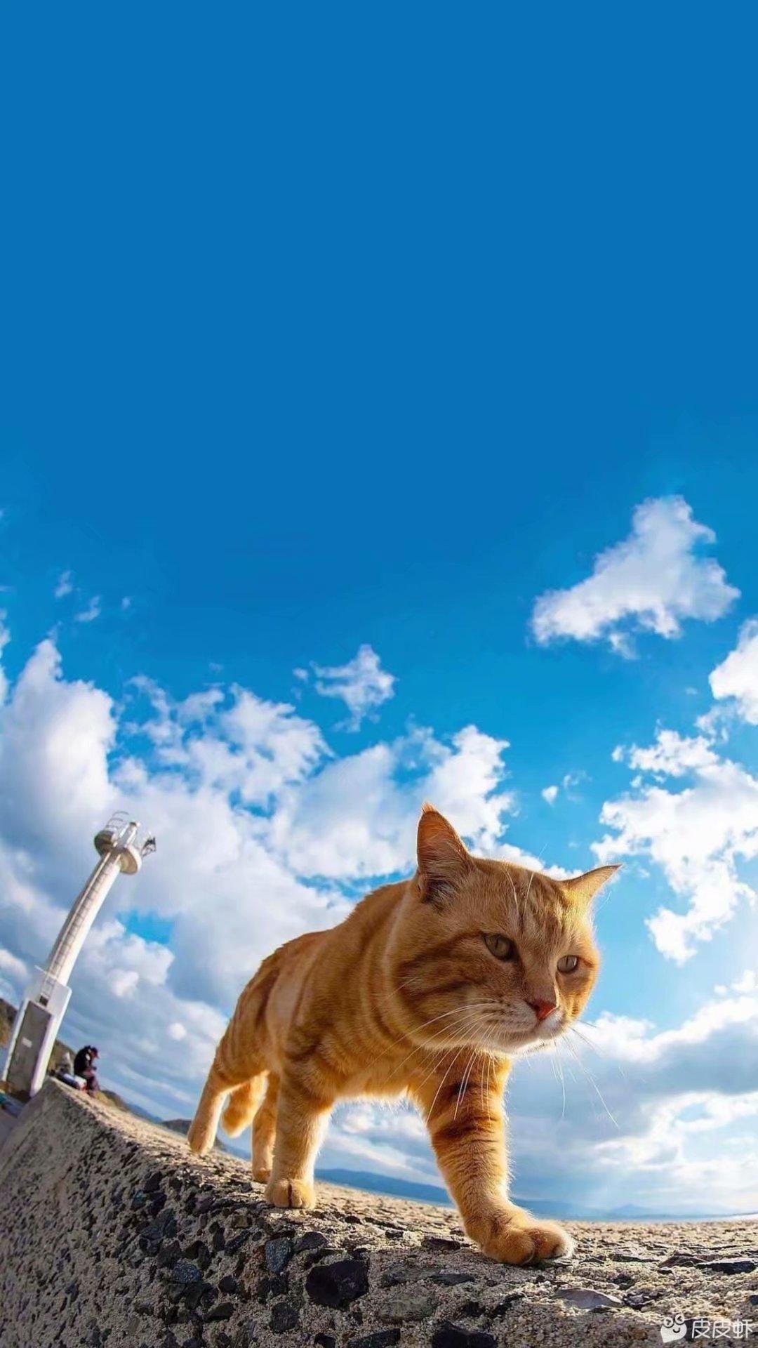 大众CC 石家庄猎心落地多少啊 有没有买的