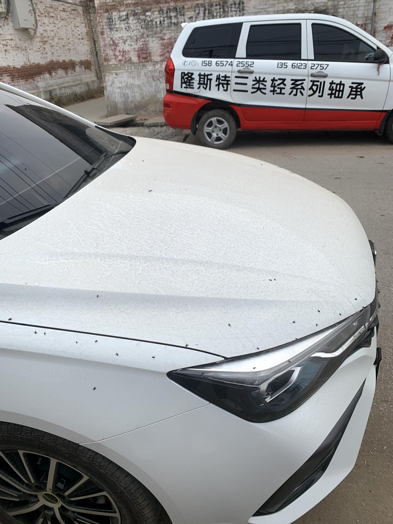 荣威i5 引擎盖上怎么这么容易招惹蚊子是白色的问题吗？