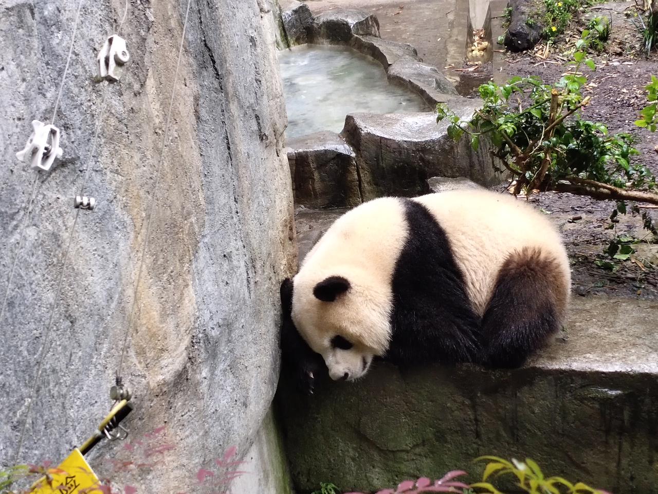 马自达3 昂克赛拉 请问下大家有消息么，想问下现在订车的话提车要多久，主要考虑到过年买车人多还有厂家要放假了。