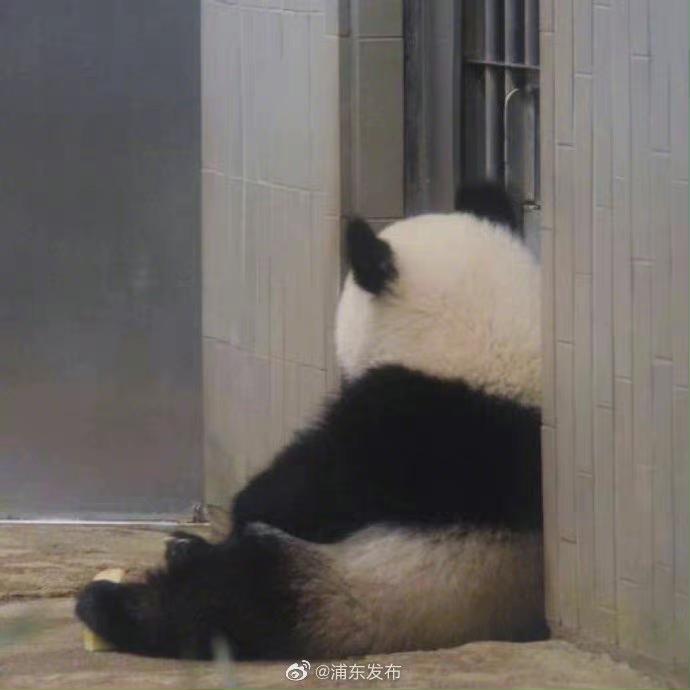 领克09 怎么选mhev和phev已经准备订车了在纠结纯油还是混动求各位车主说一下你们买这个版本的理由，或者后悔的原因默
