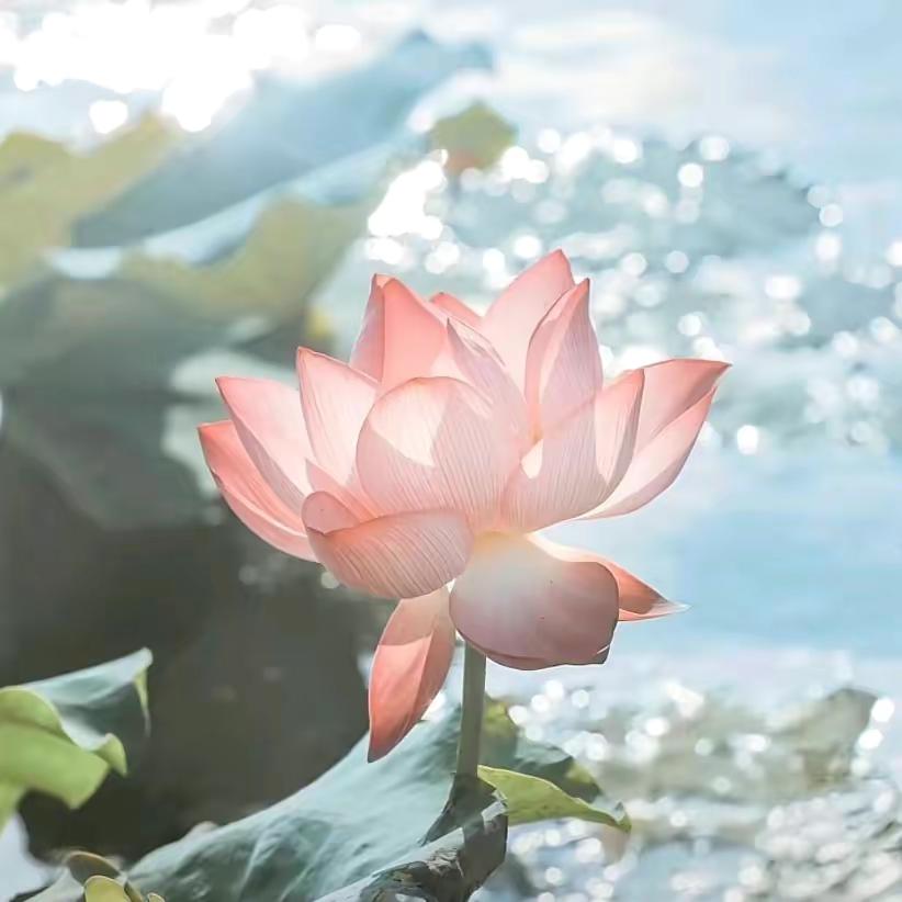 吉利星越L 请问拿铁大杯和星越l燃油版哪个好呀