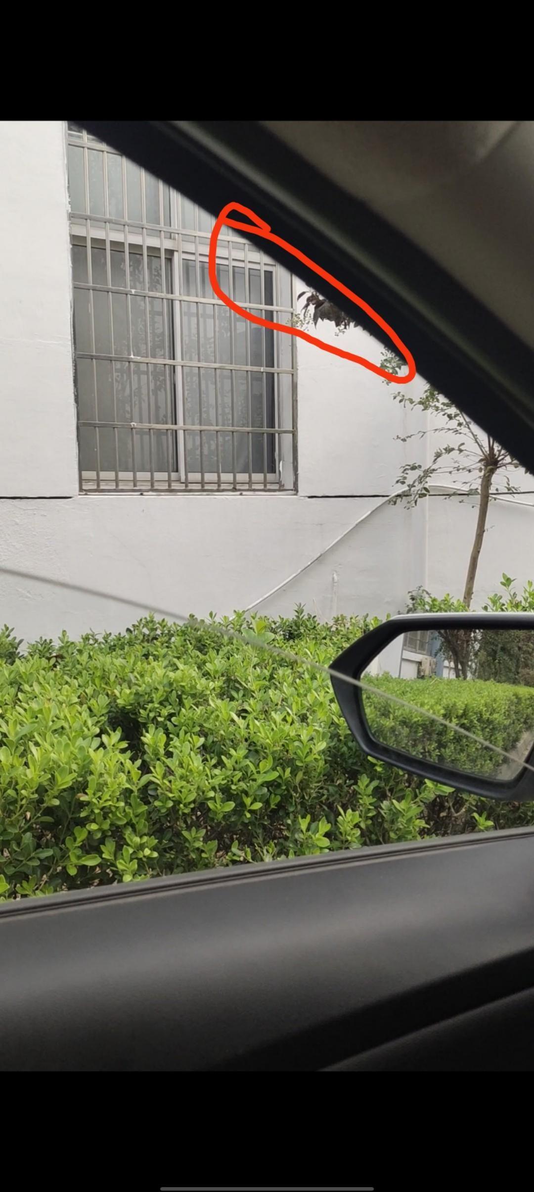 现代伊兰特 车友们，有没有遇到门窗往上上升过程，到底时胶条整体往上跑，感觉门都有点动。去4S店说正常，你们有这种情况吗？
