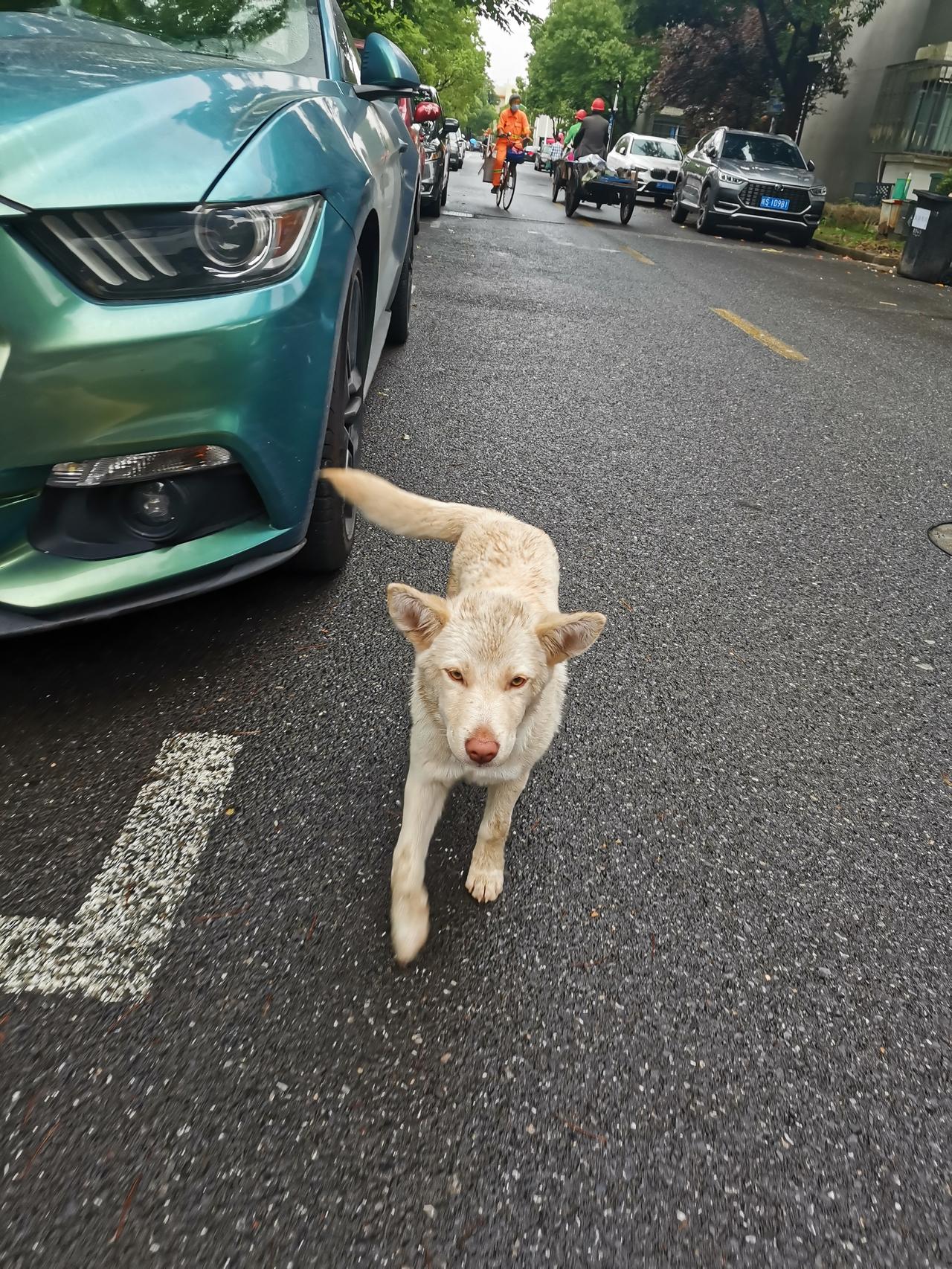 福特Mustang 到底加什么油请问各位，一直加95这两天才看见油箱盖里写的92。。问了一圈人有的说95，有的又说95反