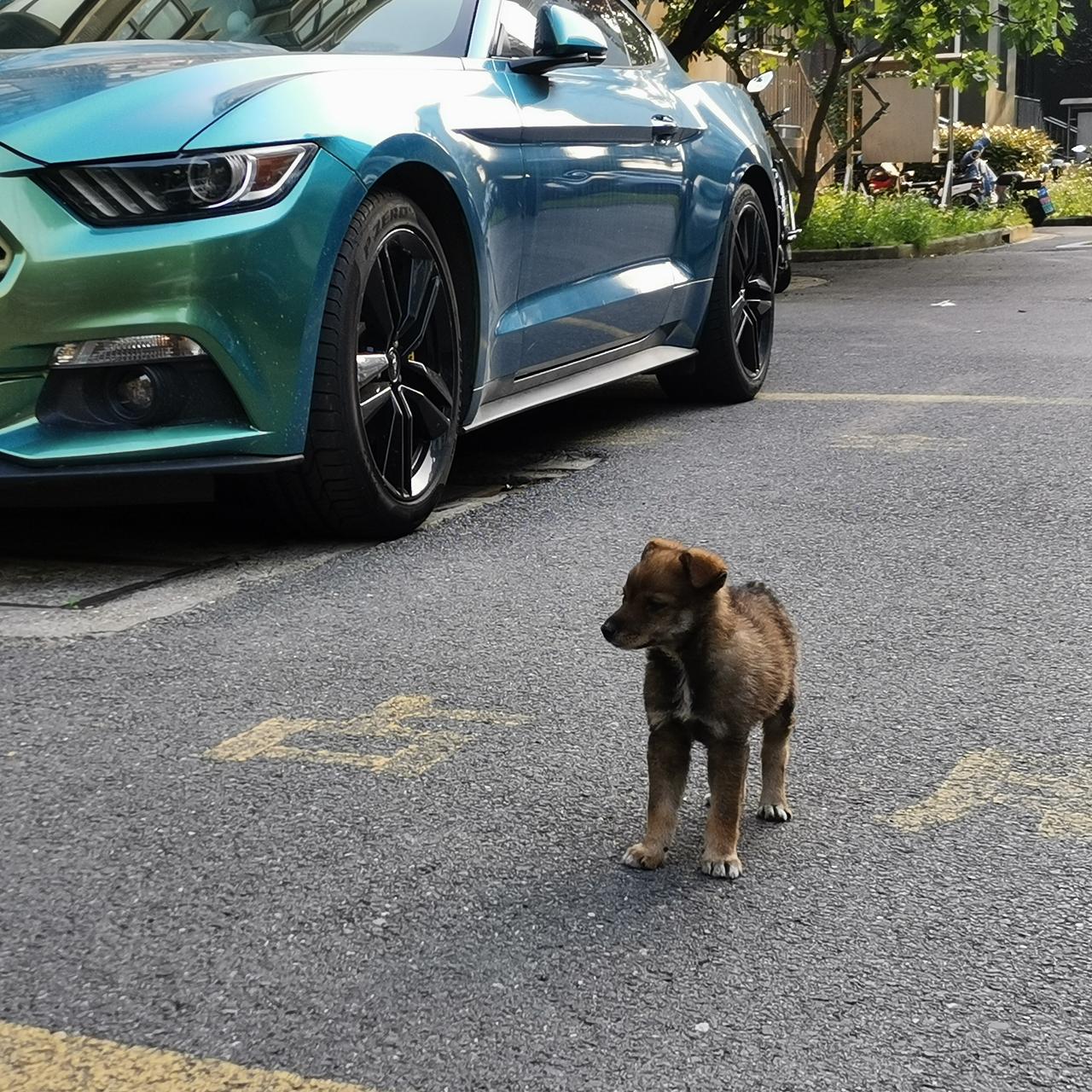 福特Mustang 16款能加装原厂的acc自适应巡航么