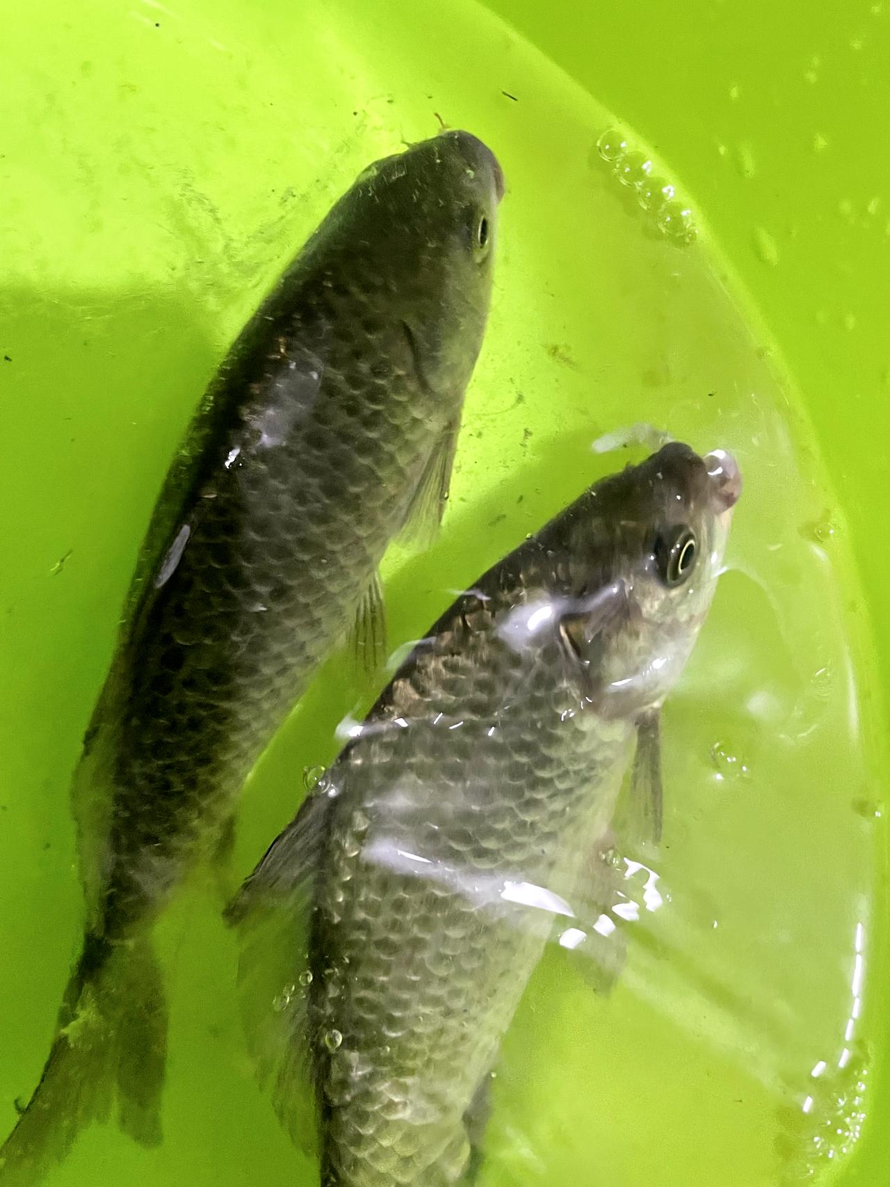 大众途观L 途观?车钥匙丢了一把，请问你们有去配原装钥匙的吗？大概多少钱。