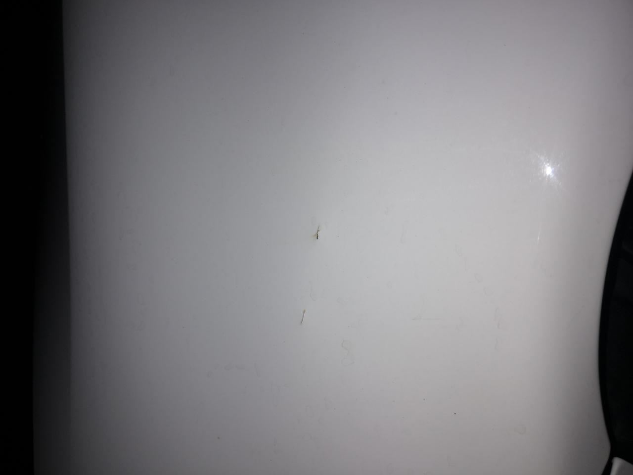 不到一年的车子出现油漆凸起？请问你们买的卡罗拉有这情况吗？
