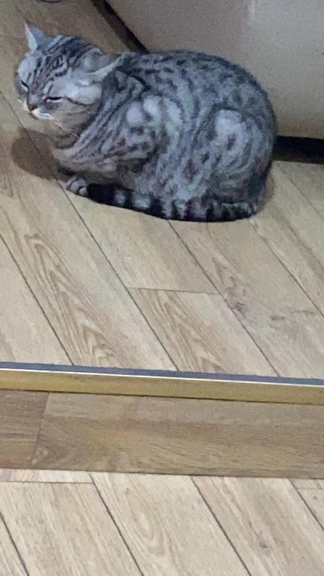21款君越，最近走在小幅度颠簸的路面上，仪表盘里有零件晃动的异响，求教怎么解决