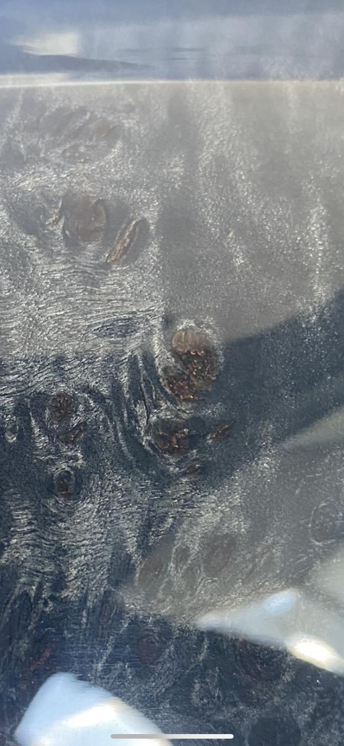 宝马5系 销售和我说这是木纹？   我都懵了 真是这样吗