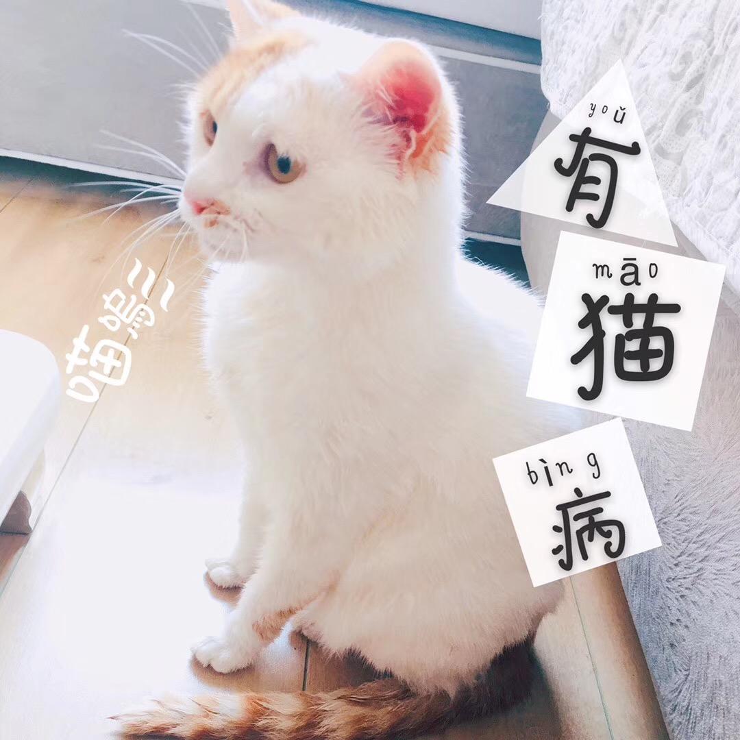 大众朗逸 兄弟们流媒体行车记录仪有必要买双镜头的吗