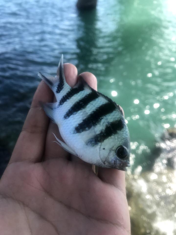 广西轩逸经典豪华版多少能落地，价格合适可以马上提。