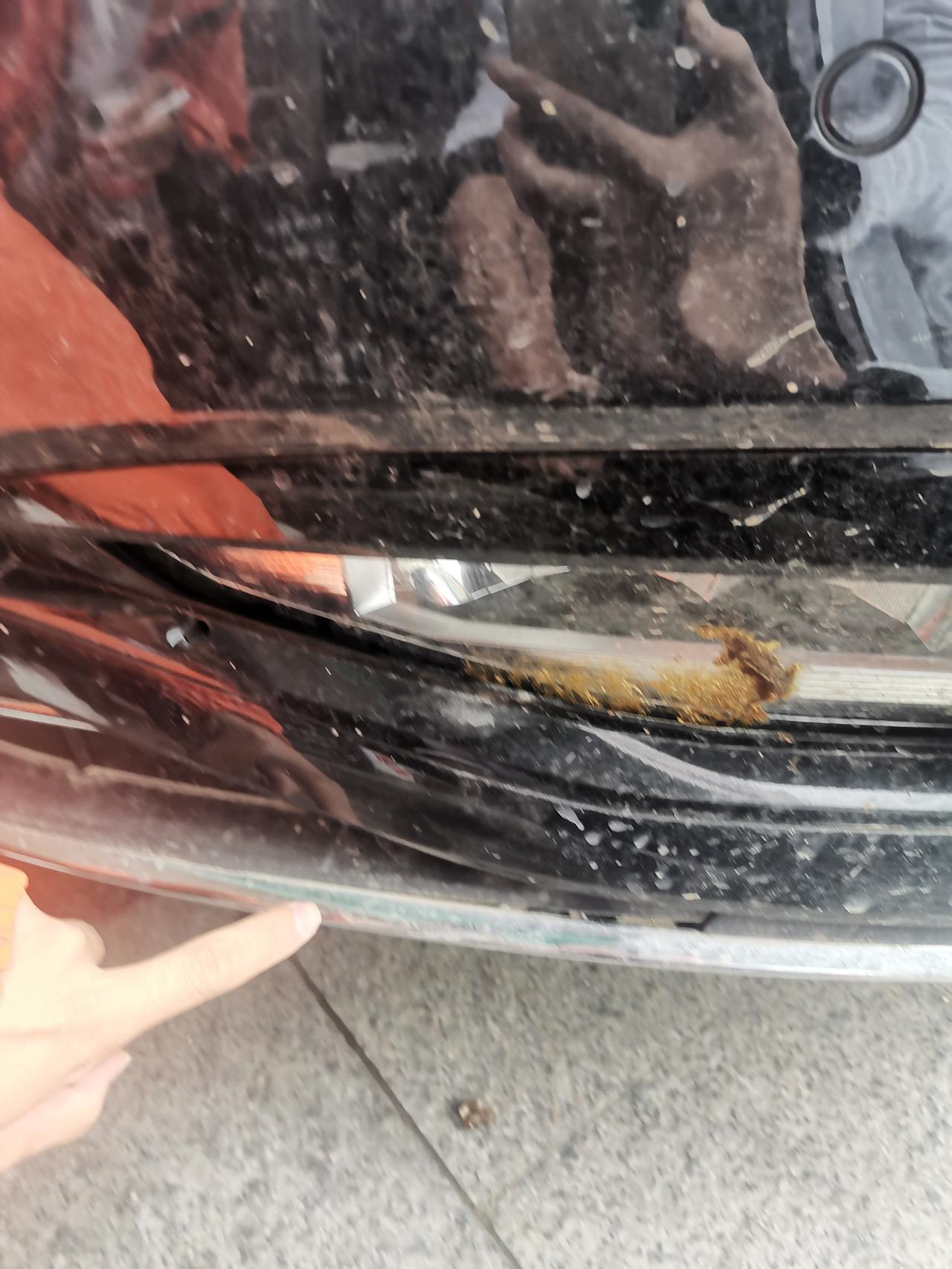 大众迈腾 今天开车，正常行驶，一条狗突然过马路，撞到狗了，里面钉断了，各位大佬修修预计多少，可有知道的