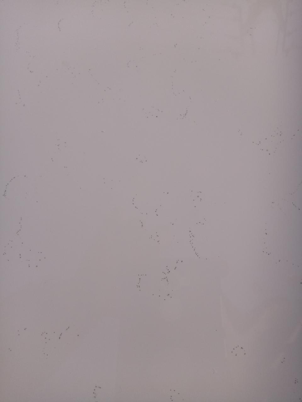 明锐-白色的车，洗车发现有麻点，不知是隔壁造房的水泥灰，还是虫卵，求大家帮忙看看。谢谢了。