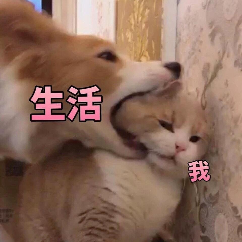 请问各路大神 奇瑞艾瑞泽到底是选艾瑞泽5呢还是gx呢 还是艾瑞泽7呢 哪个性价比好点 选哪个版本？ 还是逸动呢 请您细答复 谢谢您！