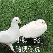 请问各位  打算搞一台杰德 是买老款6座还是新款五座的呢 另外1.5t和1.8如何选择