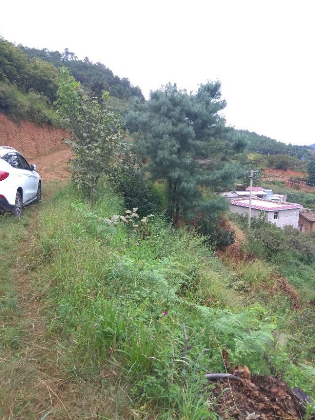 宋-青草地铺满小路，这个是农村的老家，现在已经很少了，不过新车跑跑肯定就习惯了，车是用来使用的？