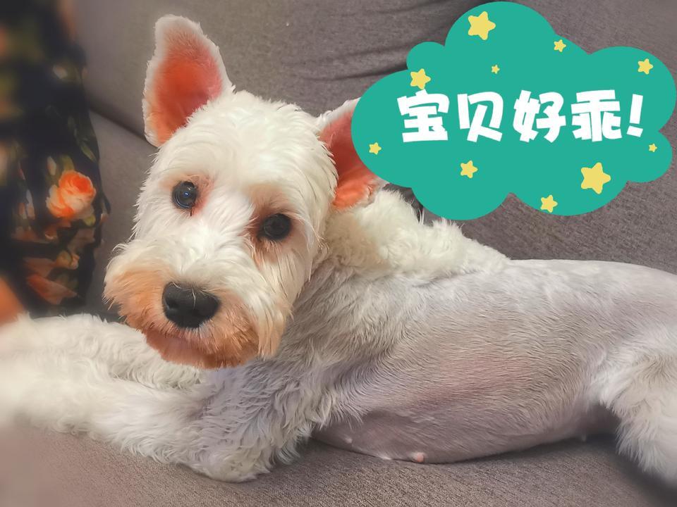 大家好，请问奕歌的梦想版怎么样？最低多少钱？可不可以买回来再上牌的？