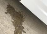 马自达3 昂克赛拉-左前轮滴水，未开开空调，洗过前车窗，用过玻璃水喷淋，想知道这是排水口还是其它什么液体泄漏！