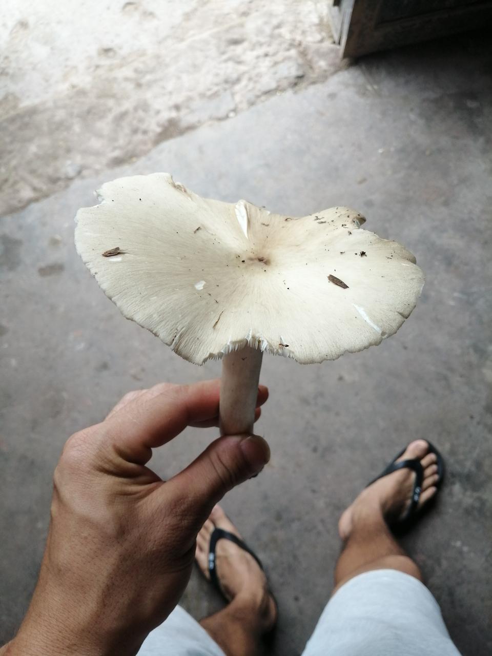 马上准备买速腾1.2手动舒适，大哥们多少钱能落地？帮兄弟掌掌眼，