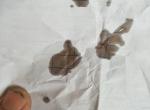 途观l-车子上面显示这两天叫我去保养，我的机油，现在程度还可以跑吗