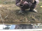 十代雅阁黑色漆，回老家被树枝划的，大神们怎么修复