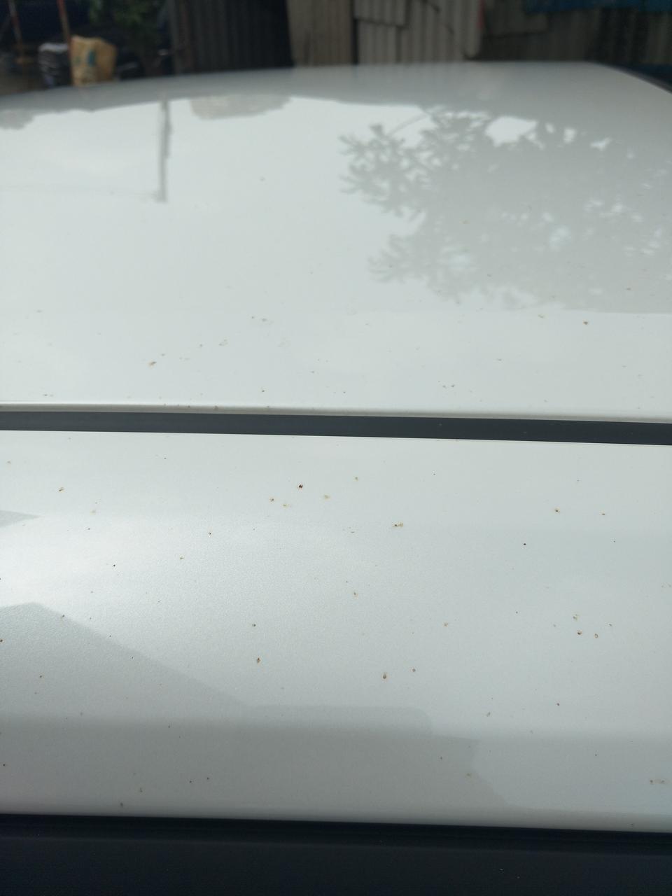 雷凌-新车没多久有这种黄点，有什么好的方法可以去除？