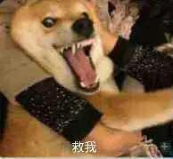 老铁们，看网上说18款福克斯双离合变速箱很垃圾，问题百出，我今天已经交了1万定金了，看你们说的我心里像堵了一块大石头，老铁们，开过这款车的老铁们，到底怎么样啊？