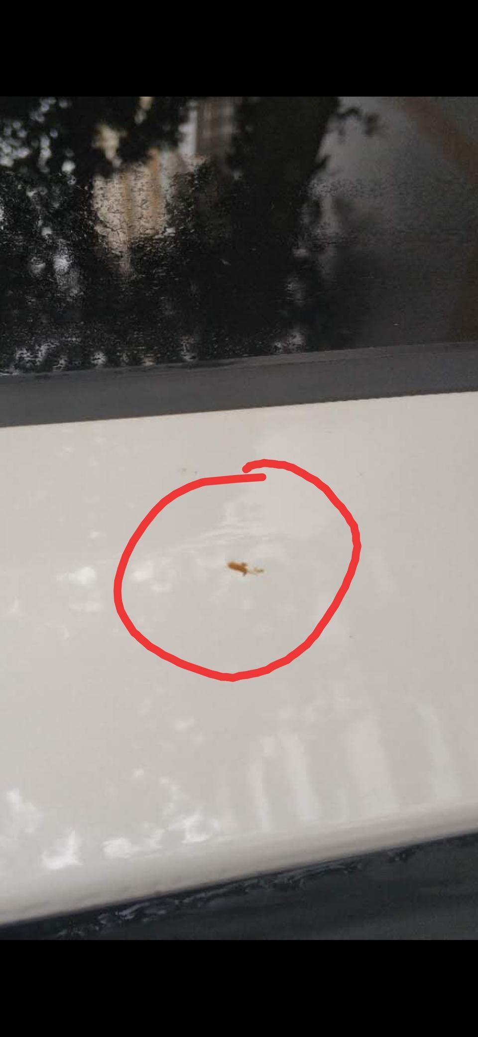 雷凌-用了虫胶去除剂除胶汽车用树粘树胶清洁液，小的黄黄污渍能去掉，大的去不掉。哪位有这方面的经验，分享下，谢谢！