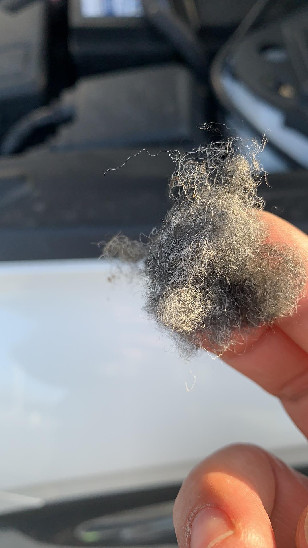 冒险家驾驶侧的隔音海绵 就是一个卷塞到里面  变成絮状物了 进小动物了吧