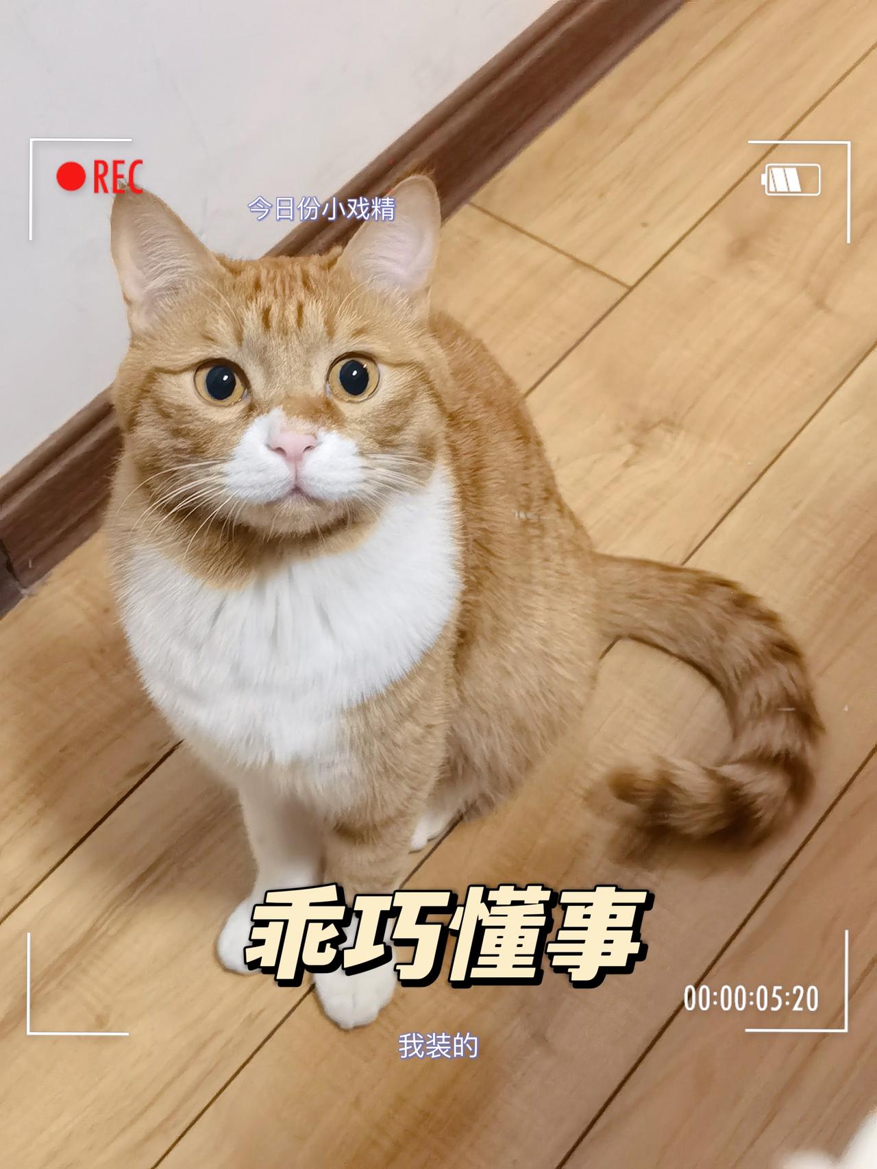 新人一枚，想入手凌渡，大佬们你们都落地多少米！我想理智结合自己预算！凌渡有22年款吗！新人，刚开始接触车。什么都不懂，问
