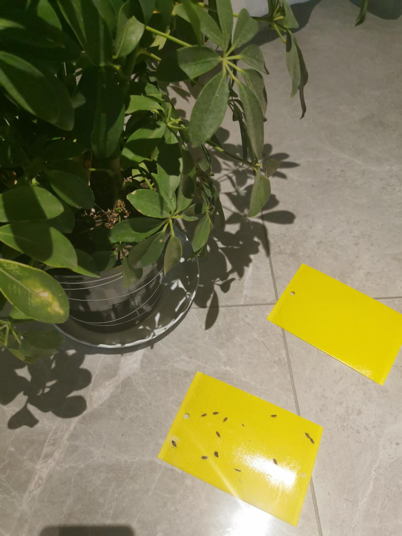 奔驰GLC 有懂哥知道这是什么虫子嘛？如何根治？一到夏天了家里莫名其妙有这种爬虫
