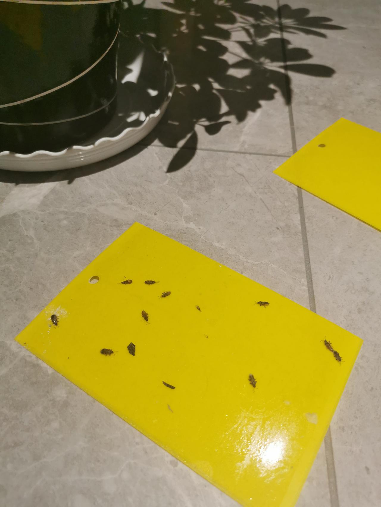 奔驰GLC 有懂哥知道这是什么虫子嘛？如何根治？一到夏天了家里莫名其妙有这种爬虫