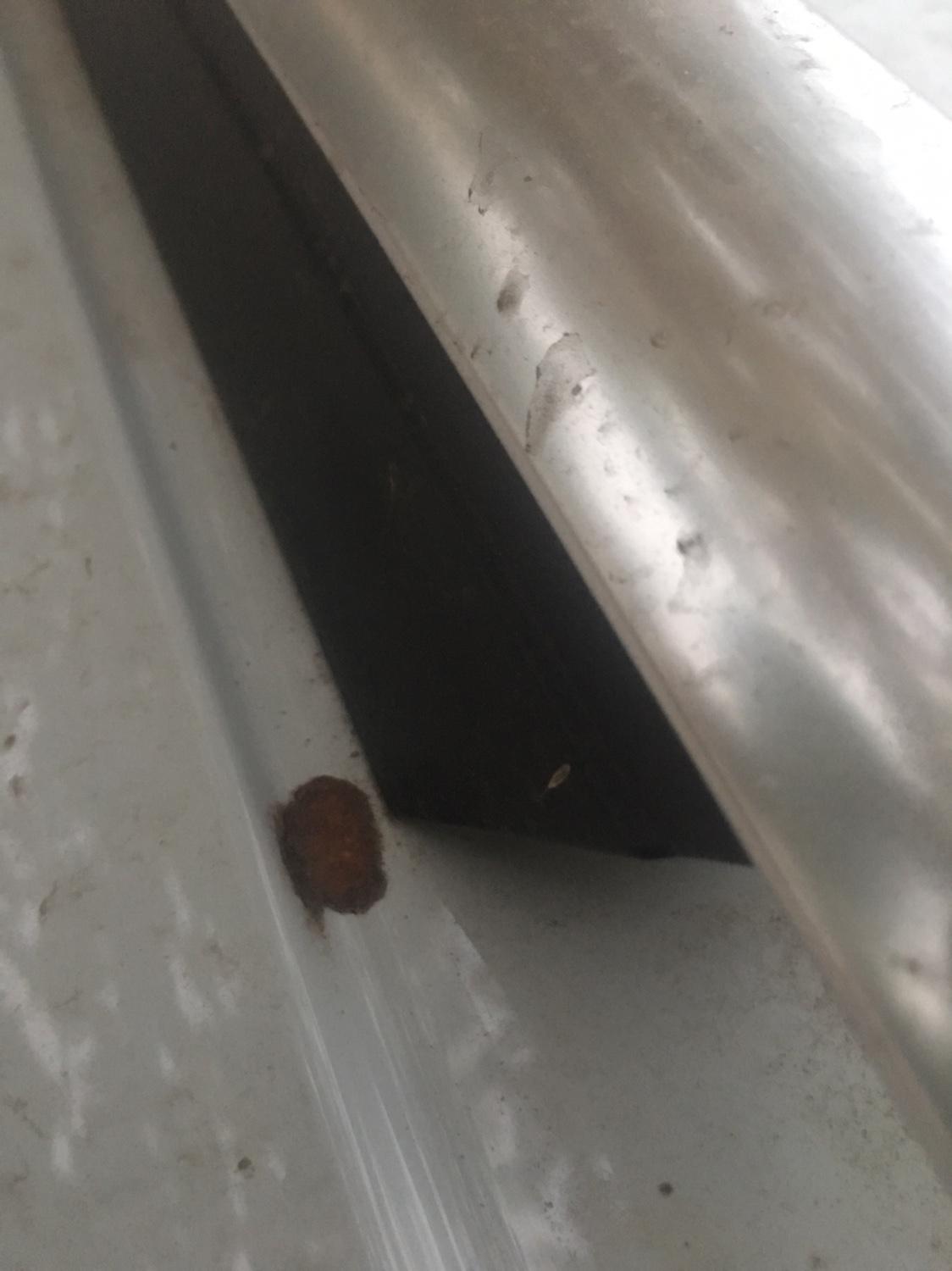 大众探岳 千万别把车停树下面。这就是最好的回报。 这是掉了一个虫卵  现在也不知道是车漆坏了还是虫卵粘连在上面。反正我是