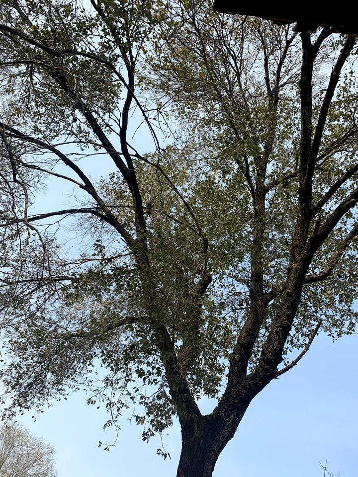 雪佛兰迈锐宝XL 异地购车 要挂异地牌照 有什么弊端吗？