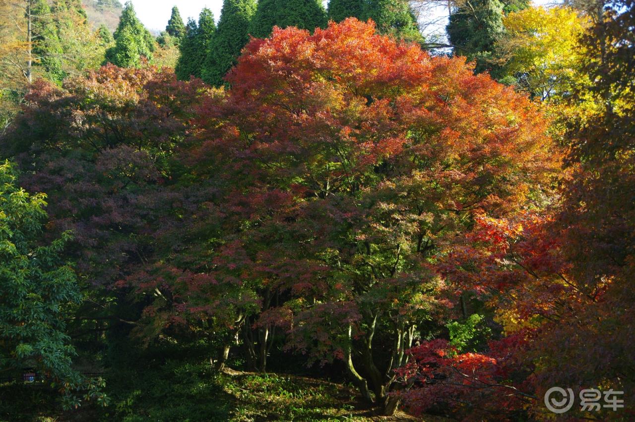 【远方庐山行】含鄱口的日出 五老峰那悬崖峭壁上的风景还有陶渊明的归隐