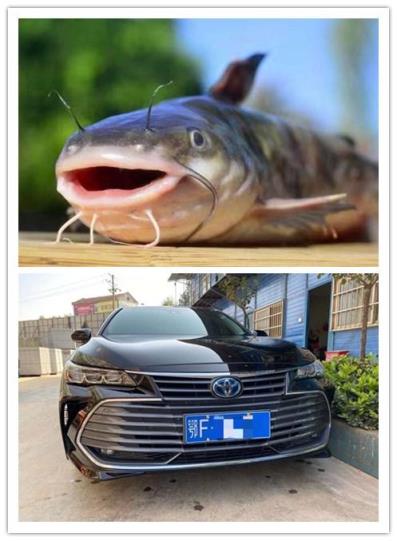 亚洲龙混动驾乘篇