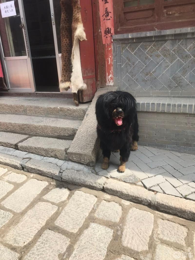 重游丹葛尔古城