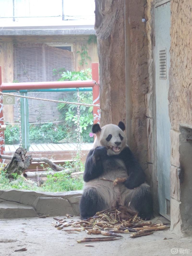 【云端曼步】江苏淹城动物园走起！