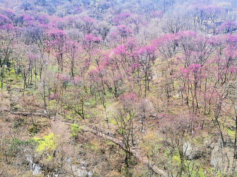 惠民政策来享受，响应号召不出市，秦岭山中好风光，防疫旅游两不误。