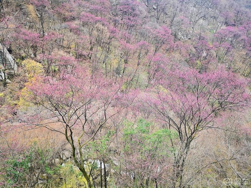 惠民政策来享受，响应号召不出市，秦岭山中好风光，防疫旅游两不误。