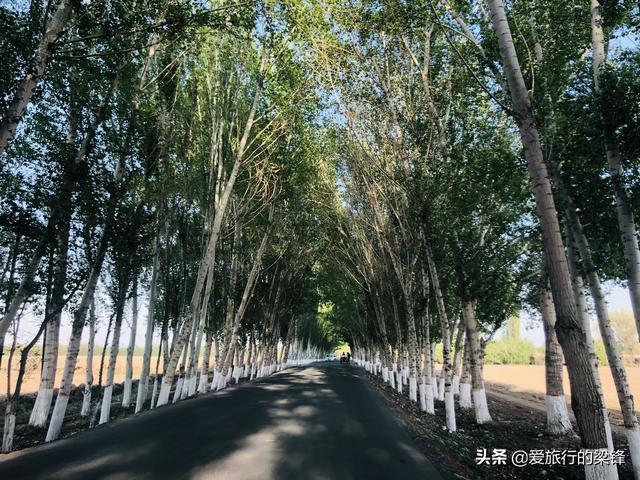 白杨林中一抹红，新疆法拉红唐绿色出行，感受农村的气息