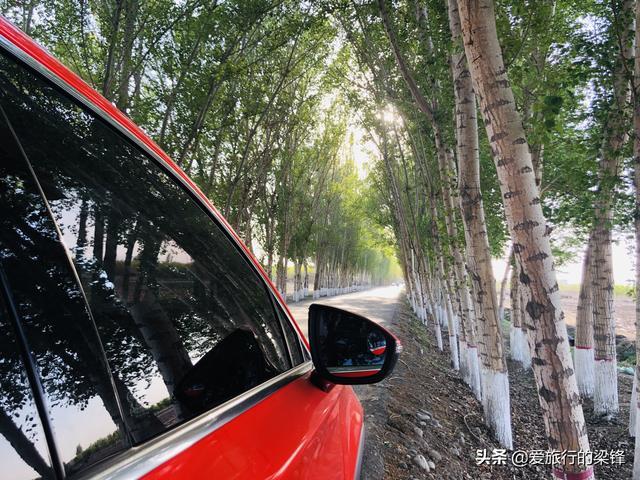 白杨林中一抹红，新疆法拉红唐绿色出行，感受农村的气息