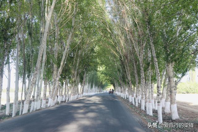 白杨林中一抹红，新疆法拉红唐绿色出行，感受农村的气息