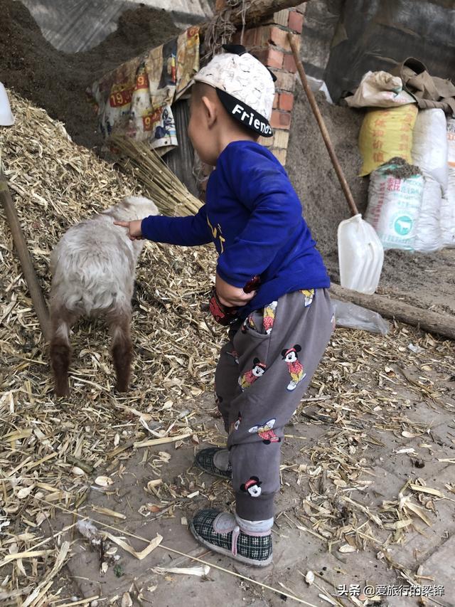 白杨林中一抹红，新疆法拉红唐绿色出行，感受农村的气息