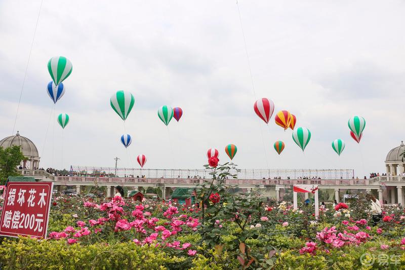 感受浪漫的花海世界——邂逅中国玫瑰海