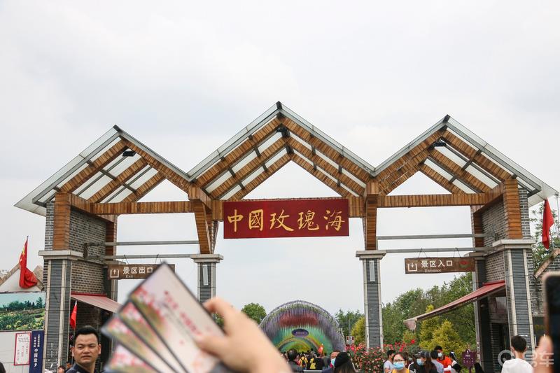 感受浪漫的花海世界——邂逅中国玫瑰海