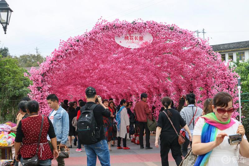 感受浪漫的花海世界——邂逅中国玫瑰海