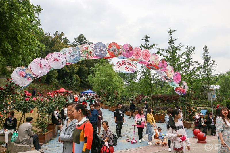 感受浪漫的花海世界——邂逅中国玫瑰海